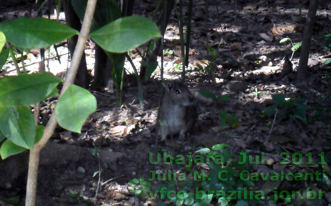 Exemplar da vida animal selvagem do Parque Nacional de Ubajara